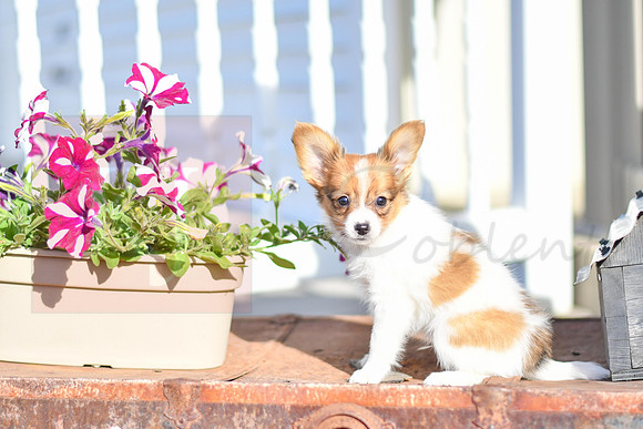 Prince_M_1948_Papillon-4