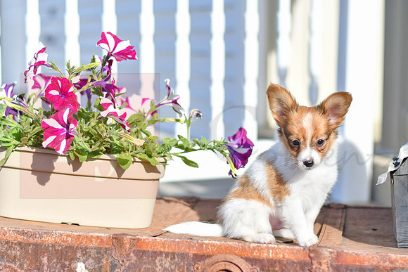Prince_M_1948_Papillon-5