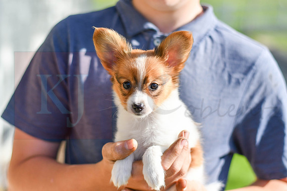 Prince_M_1948_Papillon-6