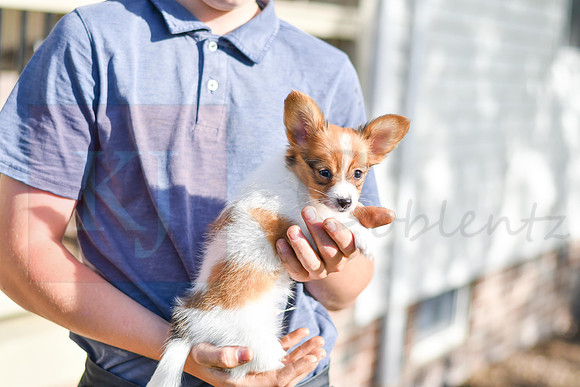 Prince_M_1948_Papillon-7