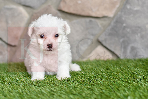 Lewey_M_0543_Bichon-1