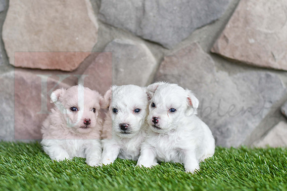 05.18.23 Bichon Males-1