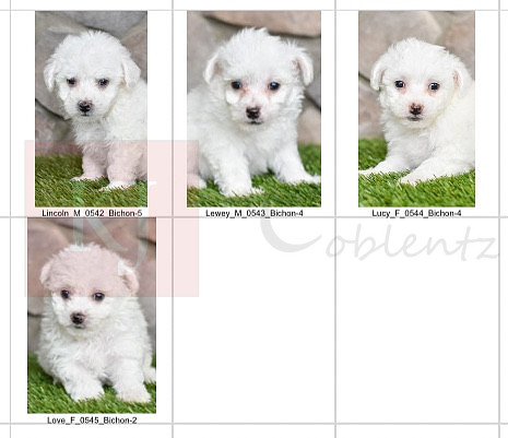 05.18.23 Bichons Litter Photo