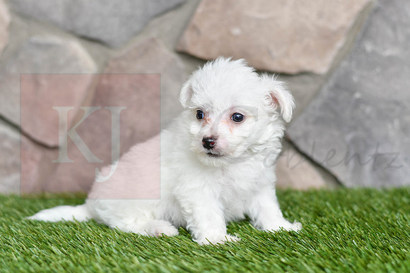 Lewey_M_0543_Bichon-2