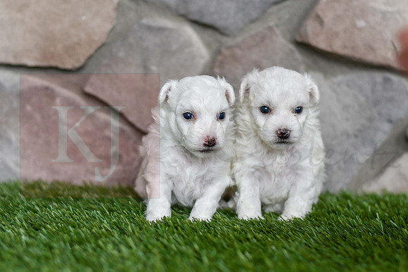 05.18.23 Bichon Females-2