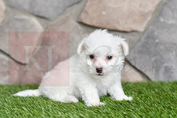 Lewey_M_0543_Bichon-3