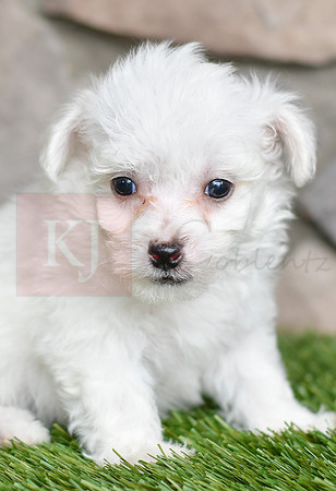 Lewey_M_0543_Bichon-4