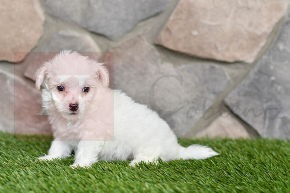 Lewey_M_0543_Bichon-5