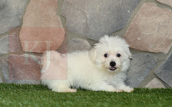 Lewey_M_Bichon-1
