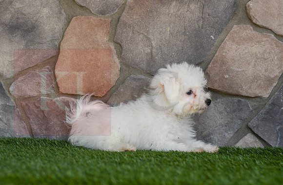 Lewey_M_Bichon-2