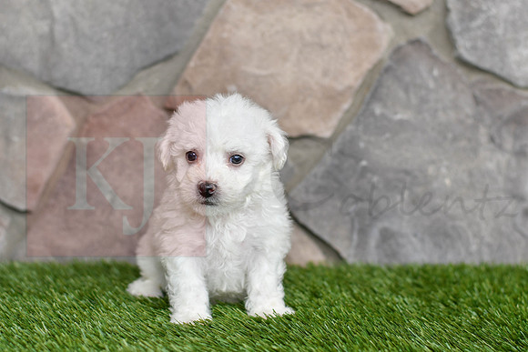 Lincoln_M_0542_Bichon-1