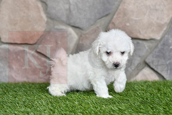 Lincoln_M_0542_Bichon-2