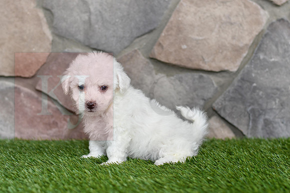 Lincoln_M_0542_Bichon-4