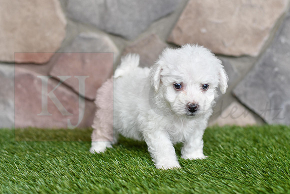 Lincoln_M_0542_Bichon-3