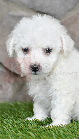 Lincoln_M_0542_Bichon-5