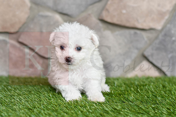 Love_F_0545_Bichon-1