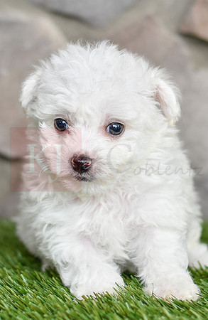 Love_F_0545_Bichon-2