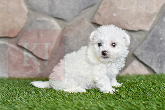 Love_F_0545_Bichon-3