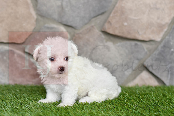 Love_F_0545_Bichon-4
