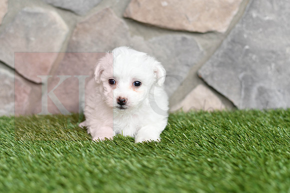 Lucy_F_0544_Bichon-1