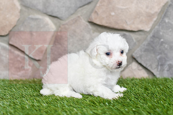 Lucy_F_0544_Bichon-2