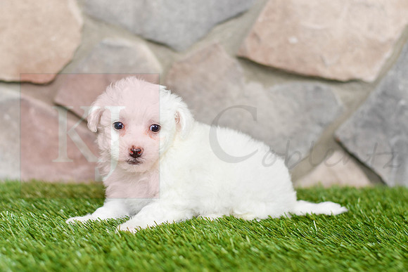 Lucy_F_0544_Bichon-3