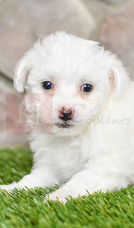 Lucy_F_0544_Bichon-4
