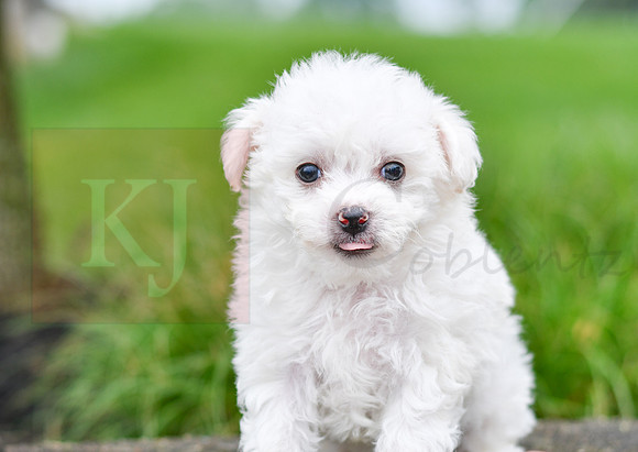 Parker_F_0545_Bichon-1