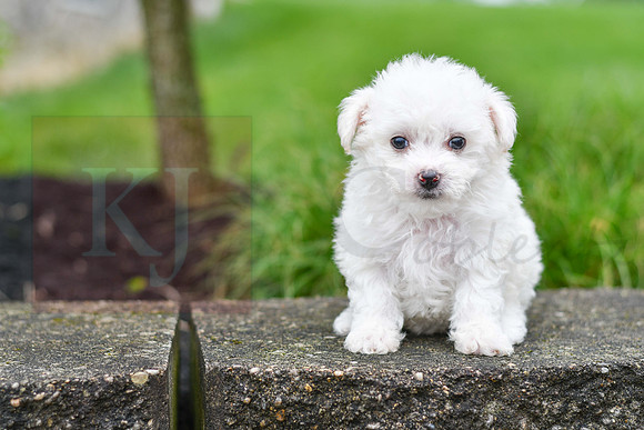 Parker_F_0545_Bichon-2