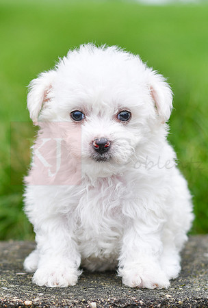 Parker_F_0545_Bichon-3