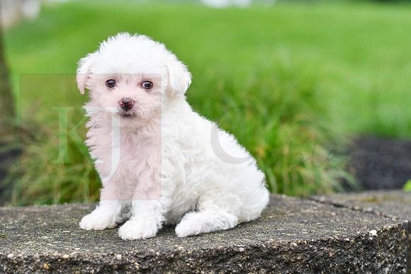 Parker_F_0545_Bichon-4