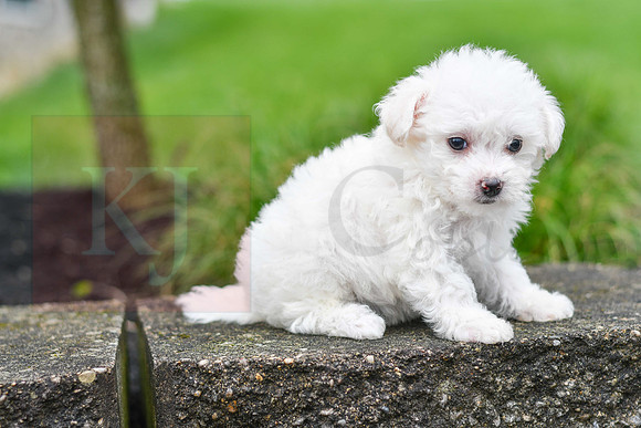 Parker_F_0545_Bichon-5