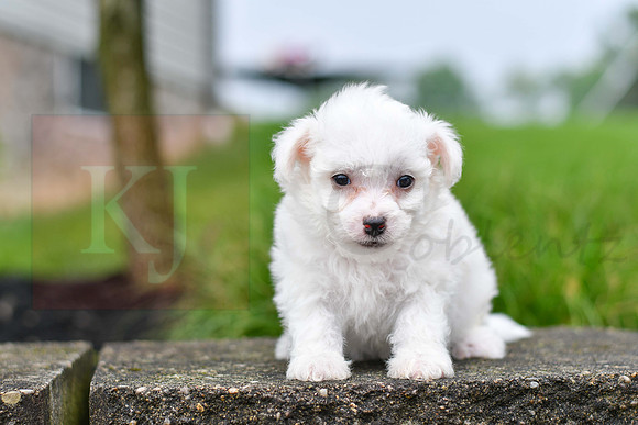 Paul_M_0543_Bichon-1