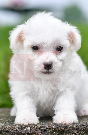 Paul_M_0543_Bichon-2