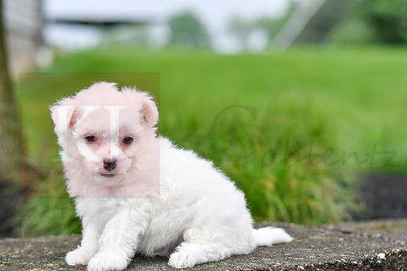 Paul_M_0543_Bichon-3