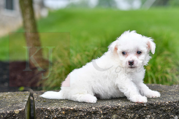 Paul_M_0543_Bichon-4