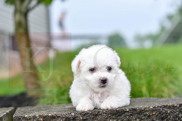 Pearce_M_0542_Bichon-1
