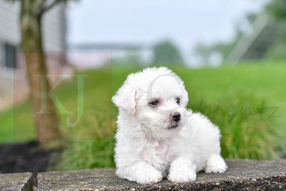 Pearce_M_0542_Bichon-2