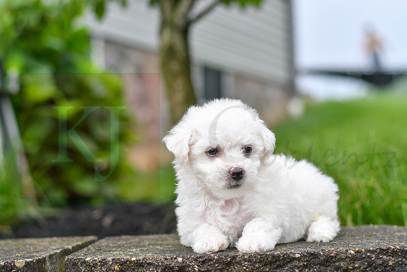 Pearce_M_0542_Bichon-3