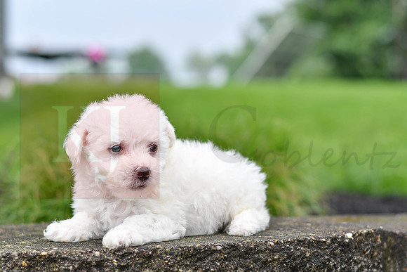 Pearce_M_0542_Bichon-4