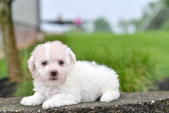 Pearce_M_0542_Bichon-5