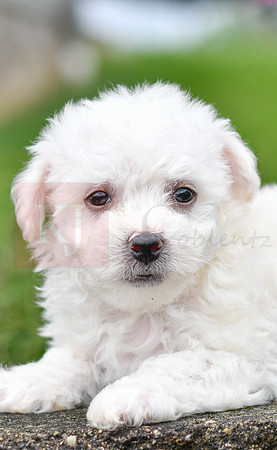 Pearce_M_0542_Bichon-6