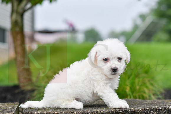 Pearce_M_0542_Bichon-7