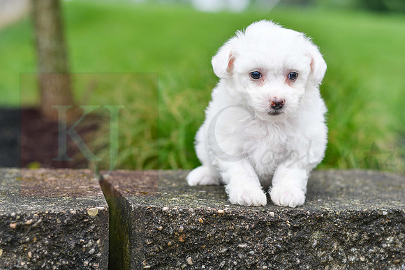 Pyper_F_0544_Bichon-1