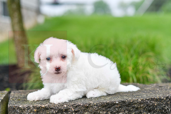 Pyper_F_0544_Bichon-2