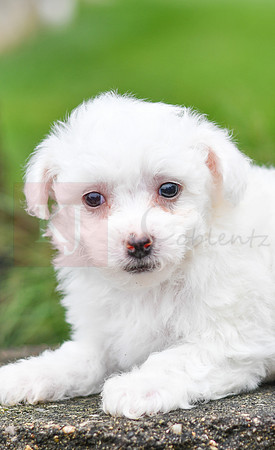Pyper_F_0544_Bichon-3