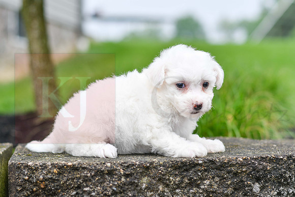 Pyper_F_0544_Bichon-4