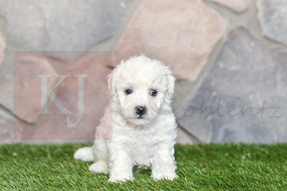 Easton_M_0587_Bichon-1