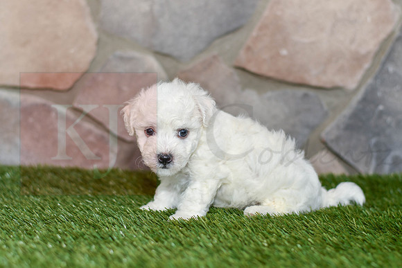 Easton_M_0587_Bichon-3