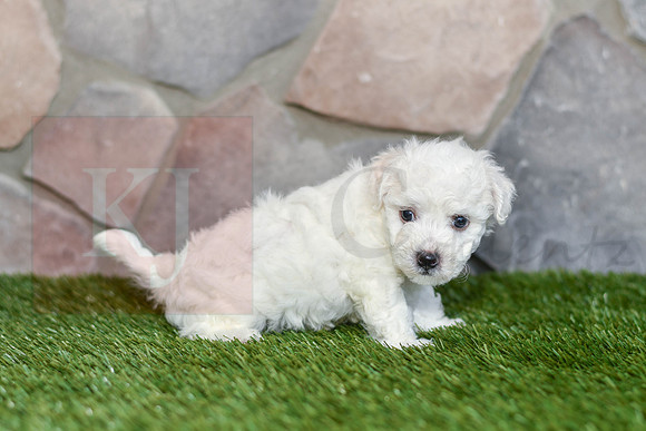 Easton_M_0587_Bichon-2